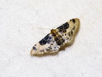 Acidalie rustique du Midi (L') Idaea filicata (Hübner, 1799)