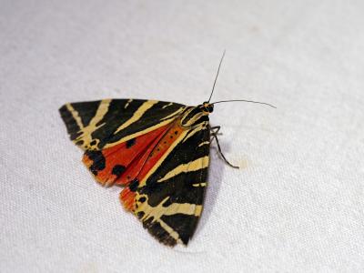 Écaille chinée (L') Euplagia quadripunctaria (Poda, 1761)