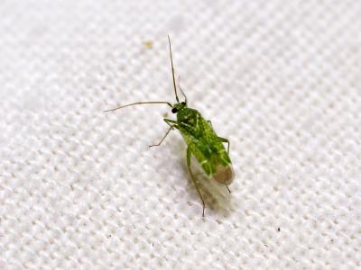  Orthotylus flavosparsus (Sahlberg, 1841)