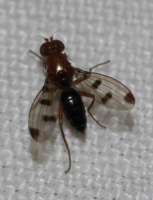  Geomyza tripunctata Fallén, 1823