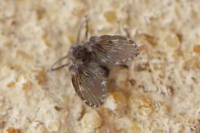  Clogmia albipunctata (Williston, 1893)