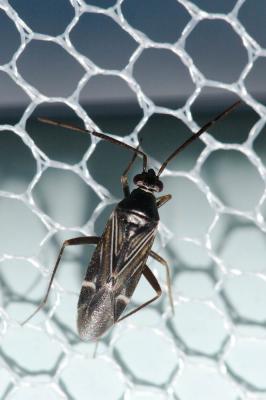  Cremnocephalus alpestris Wagner, 1941