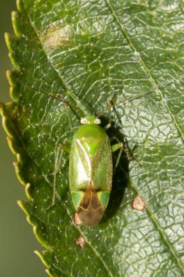  Apolygus lucorum (Meyer-Dür, 1843)
