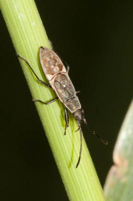  Paromius gracilis (Rambur, 1839)