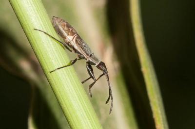  Paromius gracilis (Rambur, 1839)