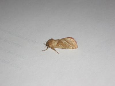 Sylvine (La) Triodia sylvina (Linnaeus, 1760)