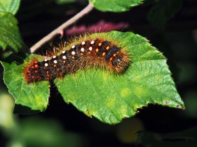 Chevelure dorée (La) Acronicta auricoma (Denis & Schiffermüller, 1775)