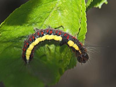 Psi (Le) Acronicta psi (Linnaeus, 1758)