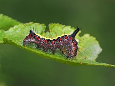 Psi (Le) Acronicta psi (Linnaeus, 1758)