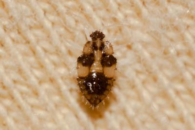 Tigre du platane Corythucha ciliata (Say, 1832)