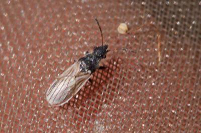  Microplax interrupta (Fieber, 1837)
