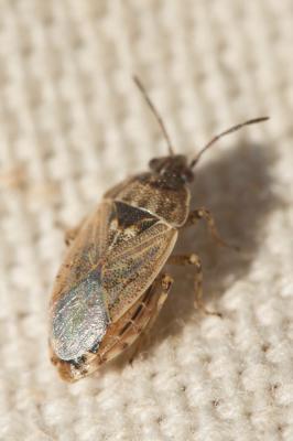  Platyplax salviae (Schilling, 1829)
