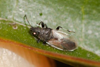  Oxycarenus hyalinipennis (A. Costa, 1843)
