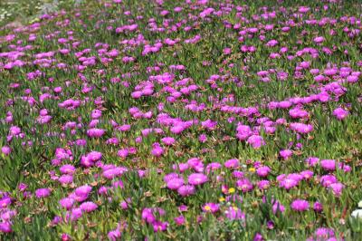 Ficoide doux, Griffe de sorcière, Figuier des Hott Carpobrotus edulis (L.) N.E.Br., 1926
