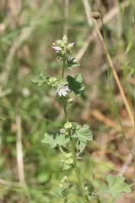 Lavetère maritime Malva subovata (DC.) Molero & J.M.Monts., 2005
