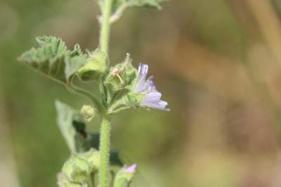 Lavetère maritime Malva subovata (DC.) Molero & J.M.Monts., 2005