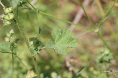 Lavetère maritime Malva subovata (DC.) Molero & J.M.Monts., 2005