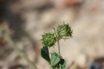 Luzerne littorale, Luzerne du littoral Medicago littoralis Rohde ex Loisel., 1810