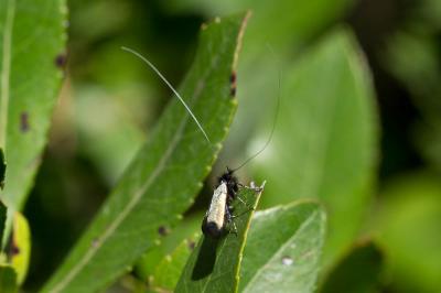  Adela reaumurella (Linnaeus, 1758)