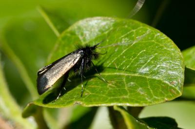  Adela reaumurella (Linnaeus, 1758)