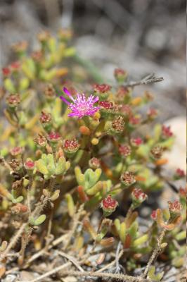  Mesembryanthemum L., 1753