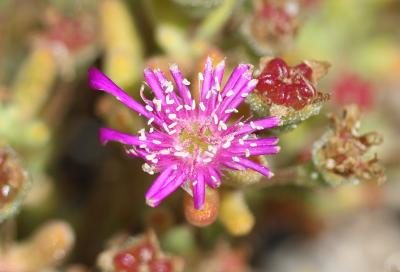  Mesembryanthemum L., 1753