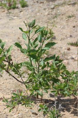 Tabac glauque Nicotiana glauca Graham, 1828
