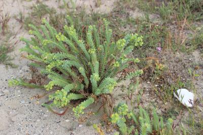 Euphorbe maritime, Euphorbe des sables Euphorbia paralias L., 1753