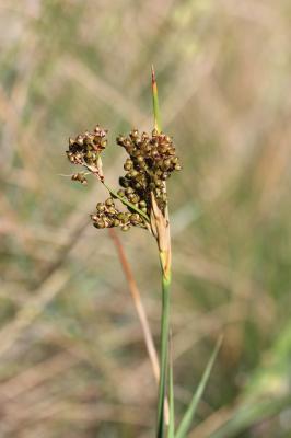 Jonc aigu, Jonc à tépales pointus Juncus acutus L., 1753