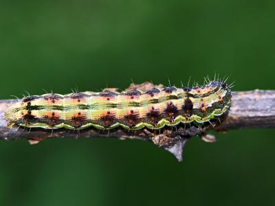Armigère (L') Helicoverpa armigera (Hübner, 1808)