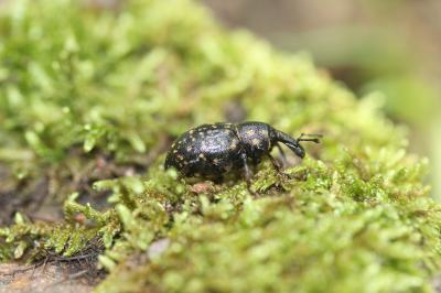  Liparus germanus (Linnaeus, 1758)