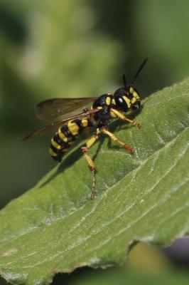  Cerceris arenaria (Linnaeus, 1758)