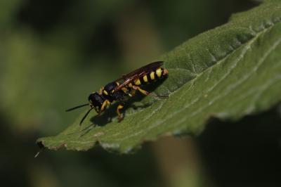  Cerceris arenaria (Linnaeus, 1758)