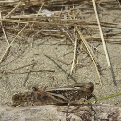 Criquet migrateur, Criquet voyageur, Criquet cendr Locusta migratoria (Linnaeus, 1758)