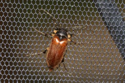  Cebrio gigas (Fabricius, 1787)