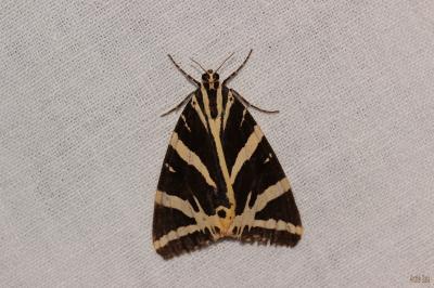 Écaille chinée (L') Euplagia quadripunctaria (Poda, 1761)