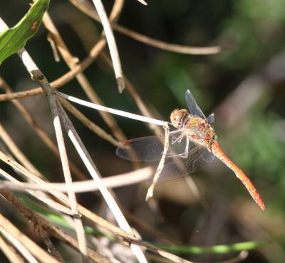 Sympétrum fascié (Le) Sympetrum striolatum (Charpentier, 1840)