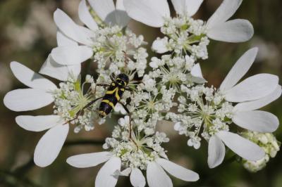 Clyte bélier (Le), Clyte guêpe (Le) Clytus arietis (Linnaeus, 1758)