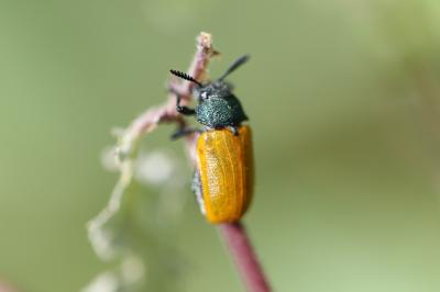  Labidostomis taxicornis (Fabricius, 1792)