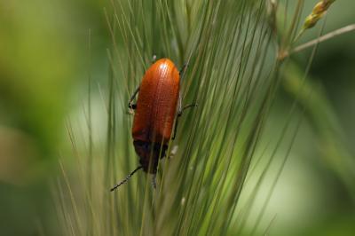 Omophlus orangé Omophlus lepturoides (Fabricius, 1787)