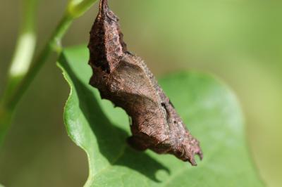 Gamma (Le), Robert-le-diable (Le), C-blanc (Le), D Polygonia c-album (Linnaeus, 1758)