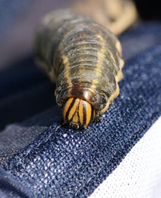 Sphinx du Liseron (Le) Agrius convolvuli (Linnaeus, 1758)