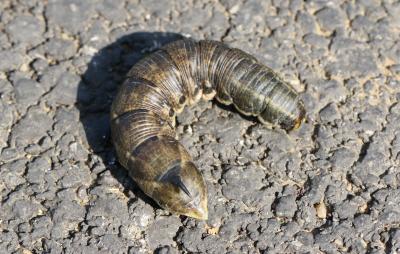 Sphinx du Liseron (Le) Agrius convolvuli (Linnaeus, 1758)