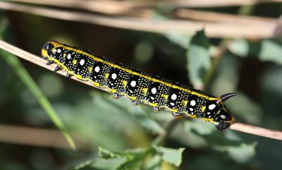 Sphinx de l'Euphorbe (Le) Hyles euphorbiae (Linnaeus, 1758)