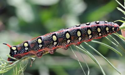 Sphinx de l'Euphorbe (Le) Hyles euphorbiae (Linnaeus, 1758)