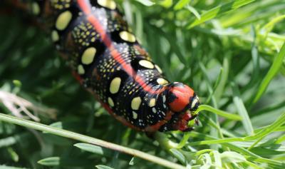 Sphinx de l'Euphorbe (Le) Hyles euphorbiae (Linnaeus, 1758)