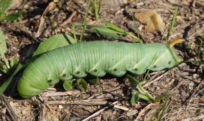 Sphinx du Liseron (Le) Agrius convolvuli (Linnaeus, 1758)