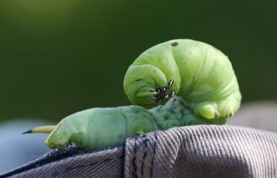 Sphinx du Liseron (Le) Agrius convolvuli (Linnaeus, 1758)