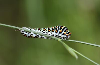 Machaon (Le), Grand Porte-Queue (Le) Papilio machaon Linnaeus, 1758