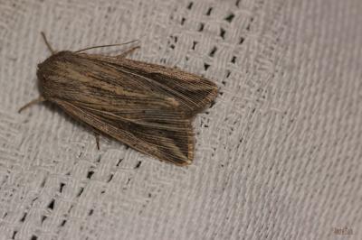 Leucanie riveraine (La) Mythimna riparia (Rambur, 1829)